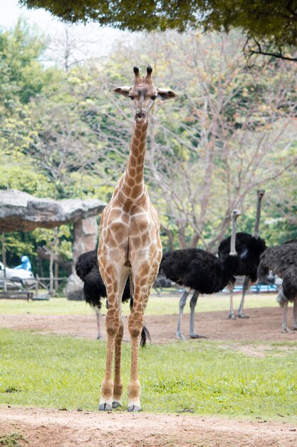 Giraffen aus den Grund in den Tropen.