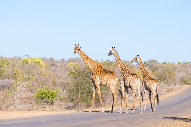 Giraffen der dreiköpfigen Familie, welche die Straße im Kruger Nationalpark, Hauptreiseziel in Südafrika kreuzen.