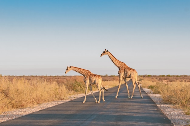 Giraffen, die Straße kreuzen