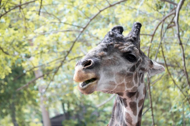 Giraffen, die tagsüber Bäume essen.