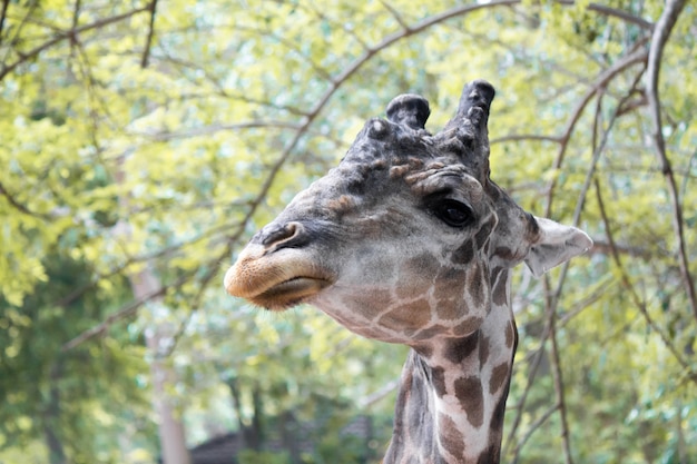 Giraffen, die tagsüber Bäume essen.