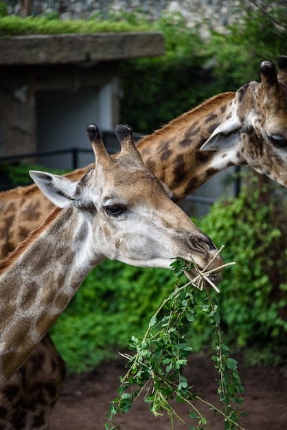 Giraffen essen Nahrung, die Menschen füttern