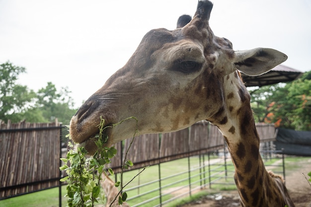 Giraffen essen Nahrung, die Menschen füttern