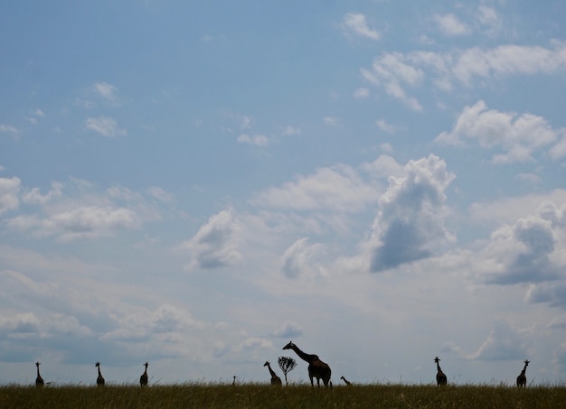 Foto giraffen im masai mara nationalpark - kenia