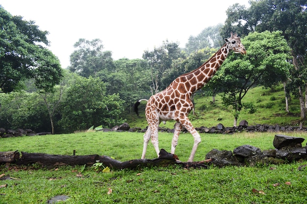 Giraffen im Wildpark Schöne Wildtiere im tropischen Wald