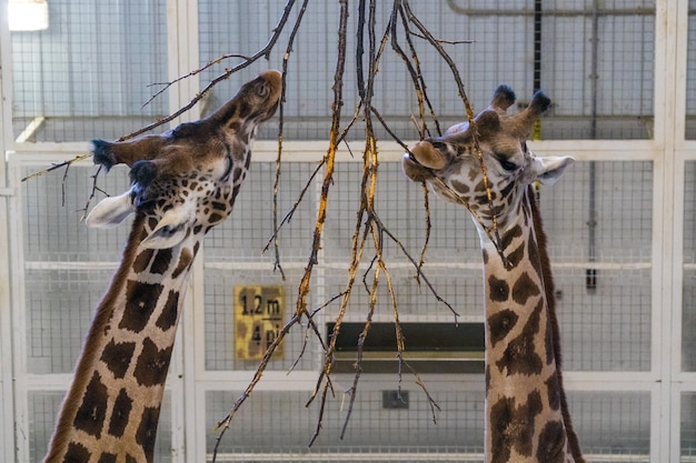 Foto giraffen im zoo