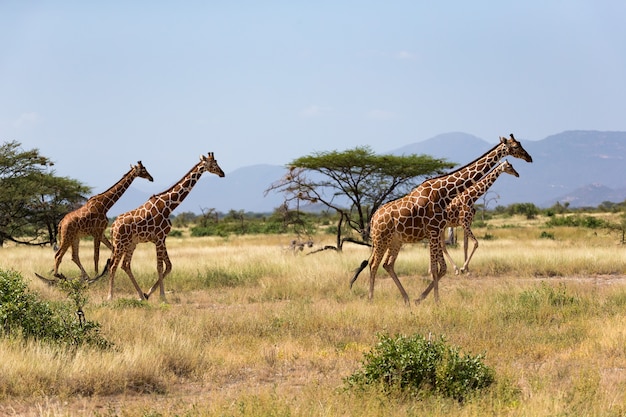 Giraffen in der Savanne von Kenia mit vielen Bäumen und Büschen im Hintergrund