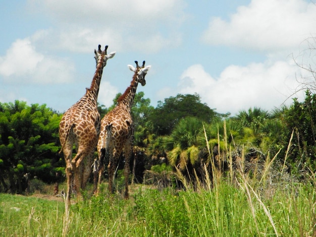 Foto giraffen in der savanne