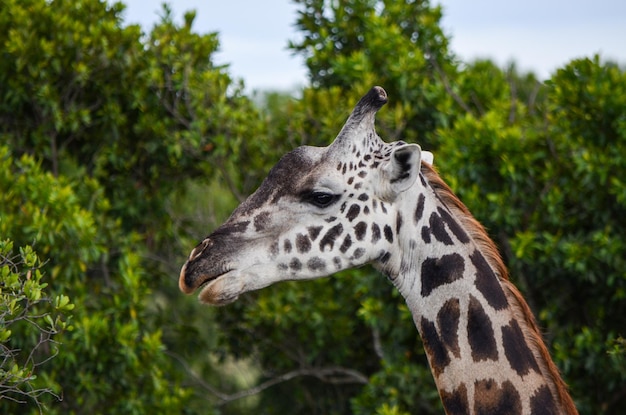 Giraffen-Kopf gegen grüne Bäume in einer Savanne in der Masai Mara Kenia Afrika