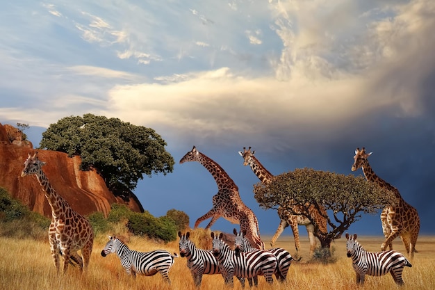 Giraffen und Zebras in der afrikanischen Savanne bei Sonnenuntergang Serengeti Nationalpark Tansania Afrika