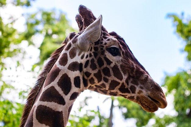 Giraffenansicht von der Seite gegen den blauen Himmel und die grünen Bäume.