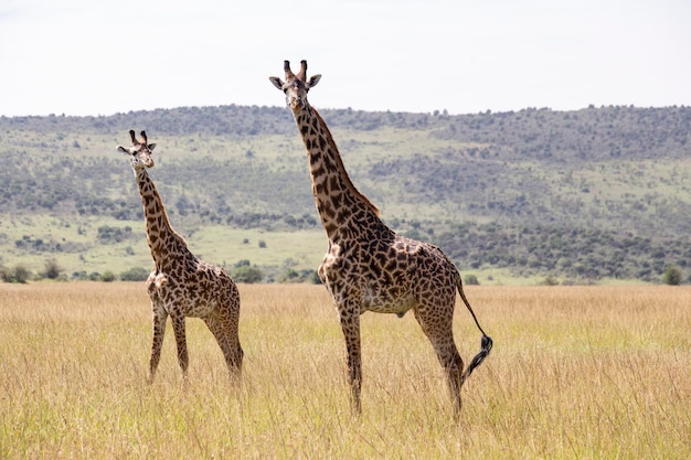 Giraffenherde im Masai Mara Nationalpark in Kenia