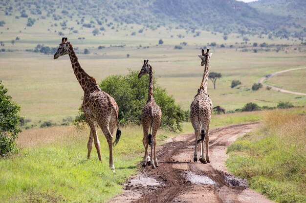 Giraffenherde im Masai Mara Nationalpark in Kenia