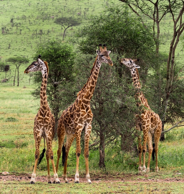 Giraffenherde, Serengeti, Tansania, Afrika