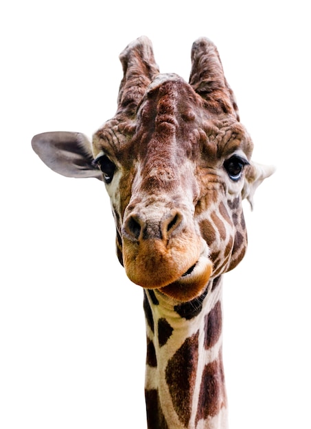 Giraffenisolat