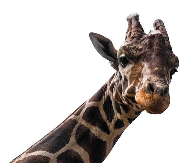 Giraffenisolat