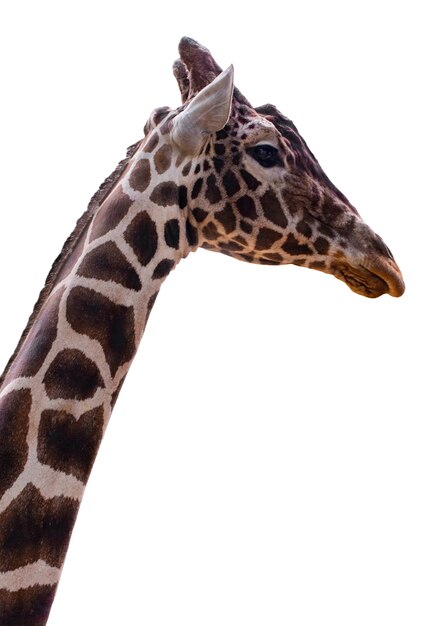 Giraffenisolat