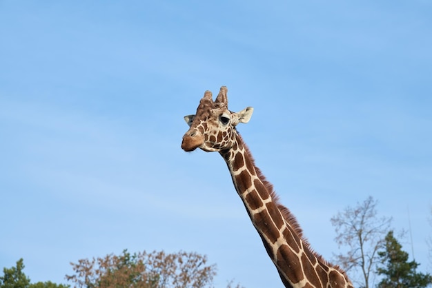 Giraffenkopf gegen blauen Himmel