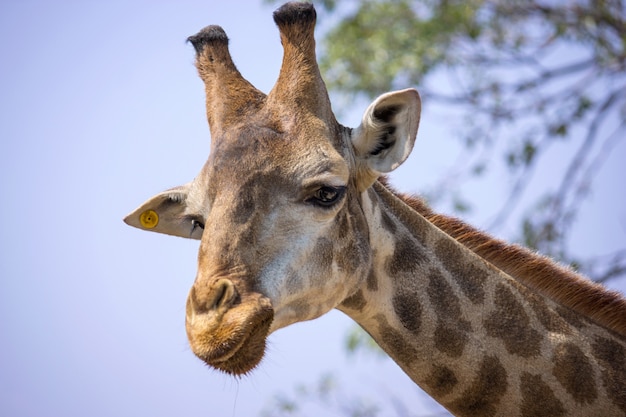 Giraffenkopf im nationalen Zoo, Thailand