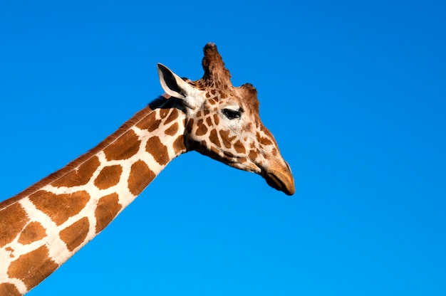 Giraffenkopf