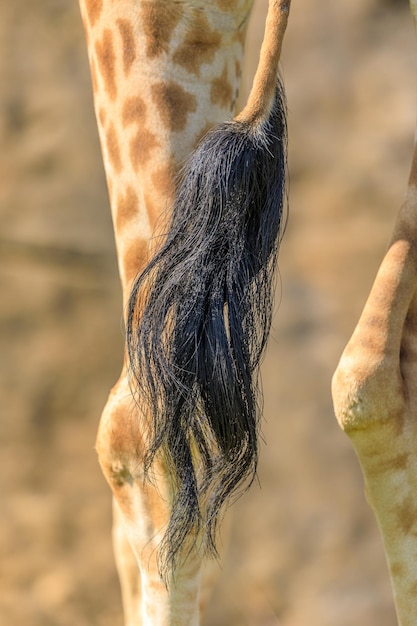 Giraffenschwanz Naturpark Cabarceno Spanien