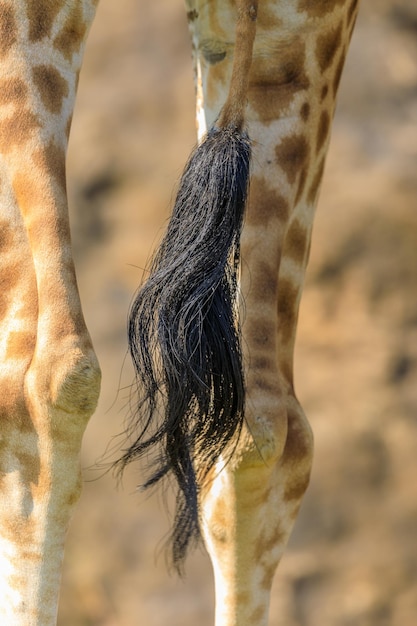 Giraffenschwanz Naturpark Cabarceno Spanien