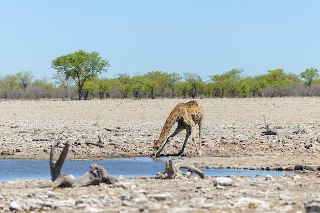 Giraffentrinkwasser auf Wasserloch in der afrikanischen Savanne