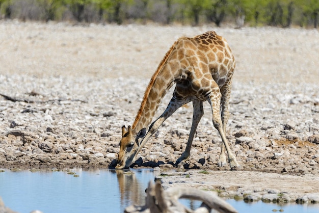 Giraffentrinkwasser auf Wasserloch in der afrikanischen Savanne