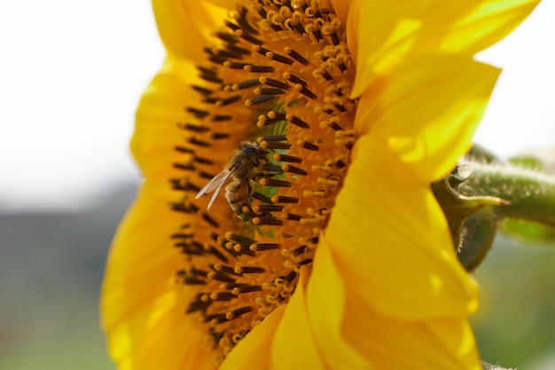 Un girasol con una abeja encima.