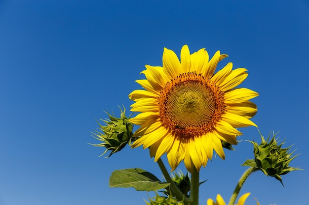 Girasol con abeja con fondo de cielo