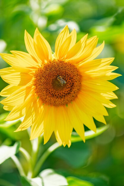 Girasol y abeja sobre un fondo verde