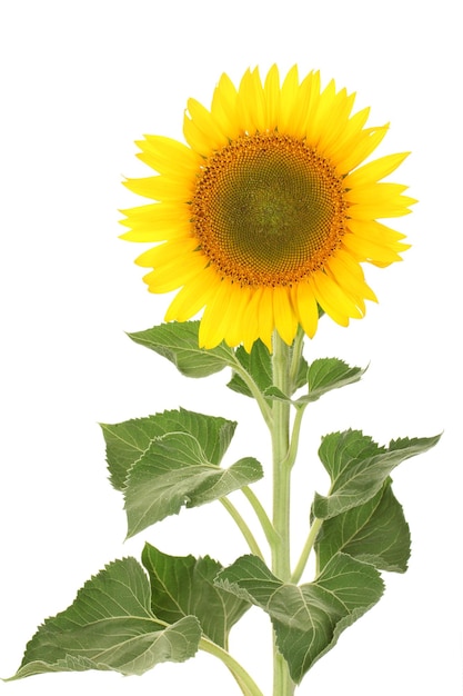 Girasol aislado en blanco