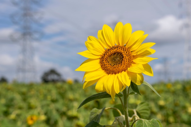 Girasol aislado en el campo, con torres de energía desenfocadas en el fondo