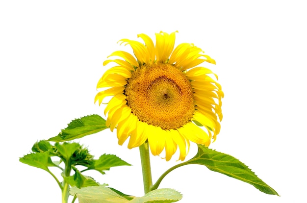 Girasol aislado en superficie blanca