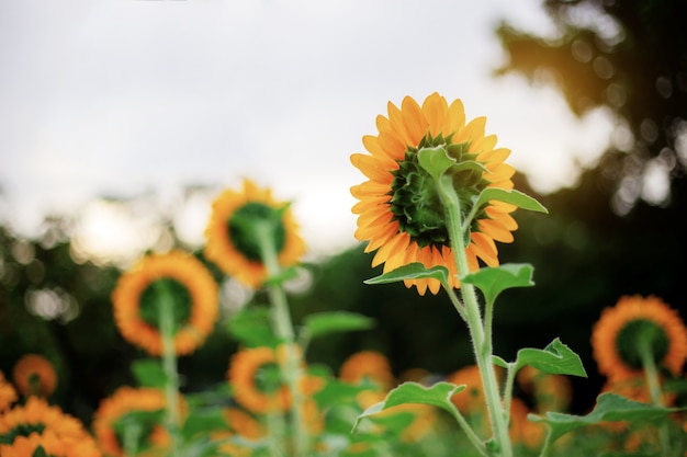 Girasol al atardecer.