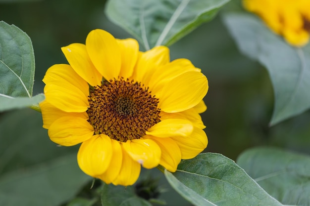 Girasol amarillo brillante en el campo