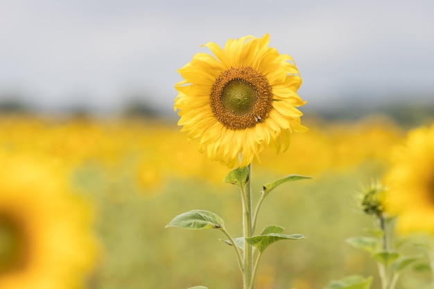 Un girasol amarillo brillante que crece en el campo fresco