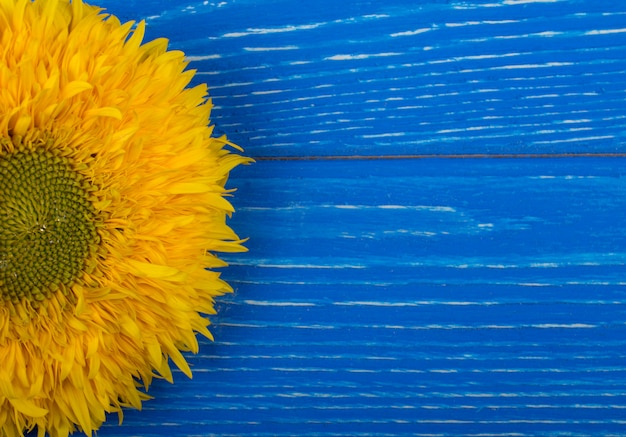 Girasol amarillo brillante sobre un fondo azul de madera