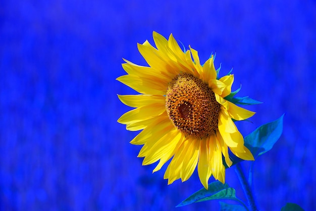 El girasol amarillo se encuentra en primer plano Agricultura floreciente Hermoso fondo o fondo de pantalla