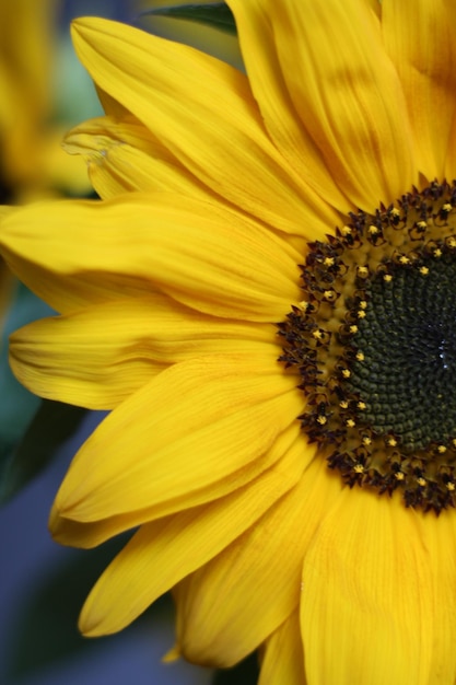 Girasol amarillo Flor de girasol Flor de verano