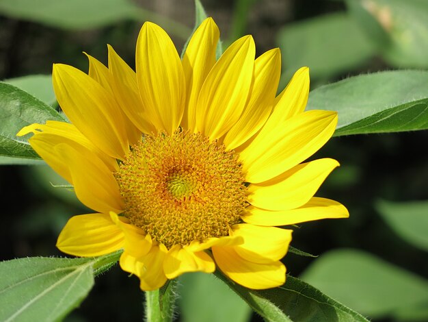 Un girasol amarillo floreciente.