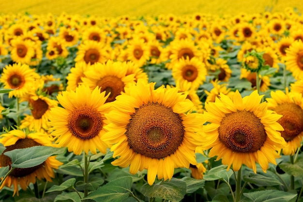 Girasol amarillo flores de cerca en un campo