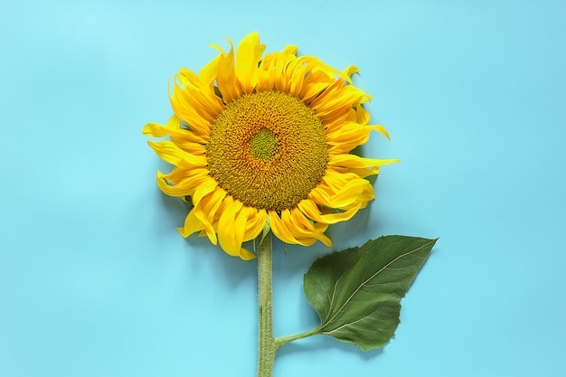 Girasol amarillo fresco. Vista superior, endecha plana