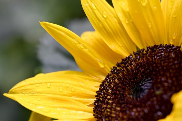 Girasol amarillo con gotas de agua sobre pétalos