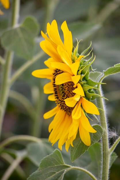 Girasol amarillo joven crece en el campo Agricultura y cultivo de girasoles highoil