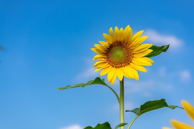 Un girasol amarillo en plena floración en el campo.