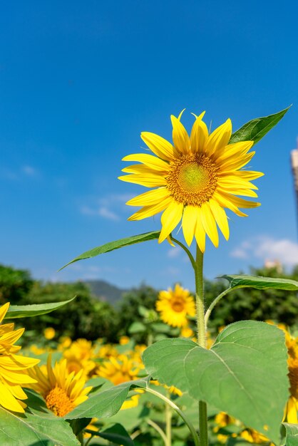 Un girasol amarillo en plena floración bajo el cielo azul