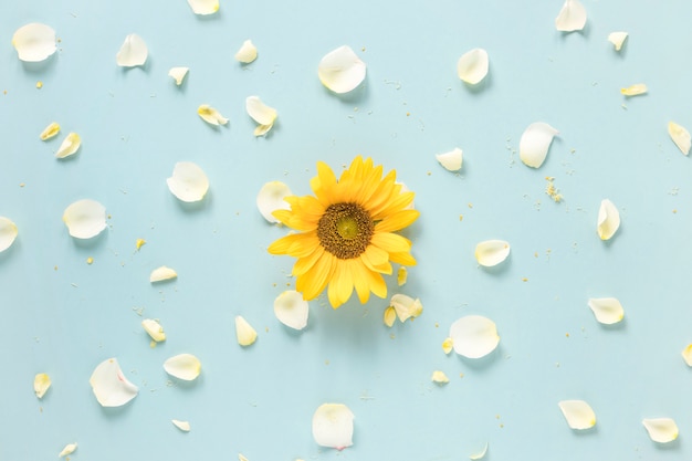 Girasol amarillo rodeado de pétalos blancos sobre superficie azul