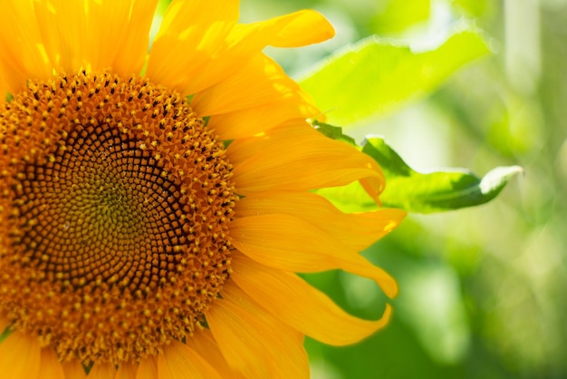 Girasol amarillo con semillas de primer plano en un día de verano