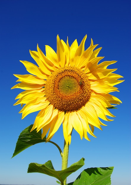 Girasol amarillo